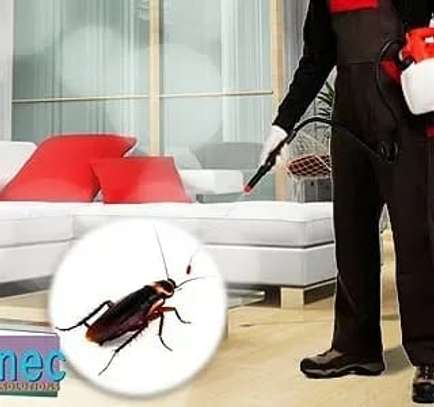 Bed bugs, Cockroaches & Mosquitoes Control In City Cabanas. image 1