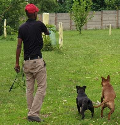 Professional Dog Training Services in Nairobi Kenya image 1