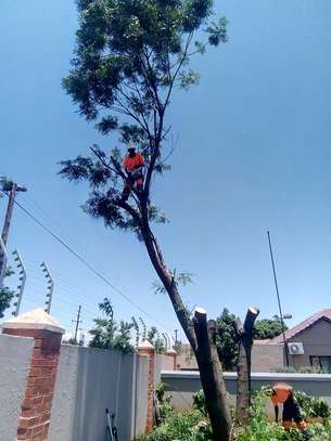 Tree Removal and Tree Trimming.100% Satisfaction Guaranteed ! image 12