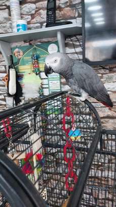 African Grey for sale Male 6 years old. image 1