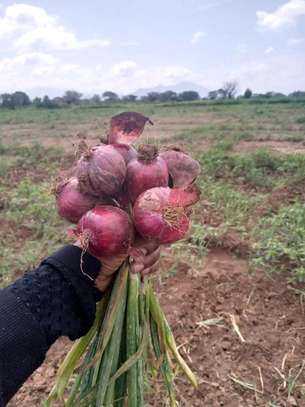 Onions image 2