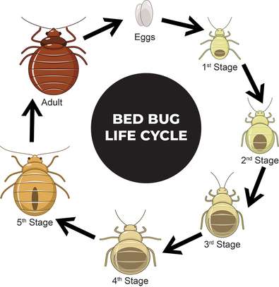 BEST Bedbugs Fumigation And Bedbugs Control Services 2023 image 5