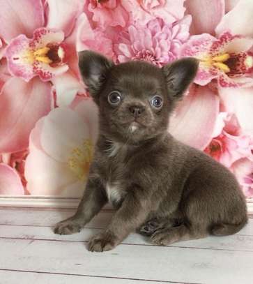 Lovely Chihuahua puppy for sale image 2