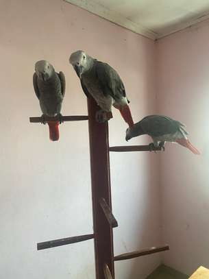African Grey Parrots for sale image 3