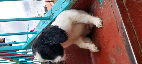 MALE AND FEMALE SPRINGER SPANIEL AVAILABLE image 1