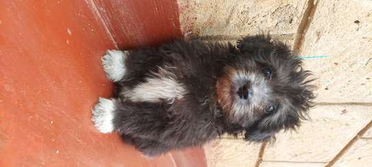 HAVANESE PUPPIES AVAILABLE image 1