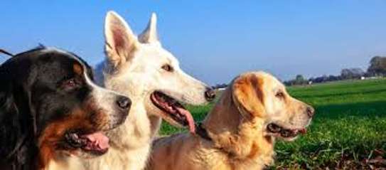 Dog training - Nairobi's Finest Pet Training Services image 5