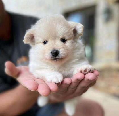 Priceless white Pomeranian puppy image 1