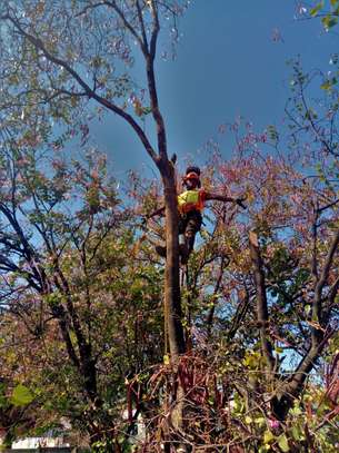Professional Tree Removal - Contact Us For a Free Estimate image 15