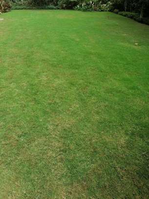 Cape royal grass in stock. image 1