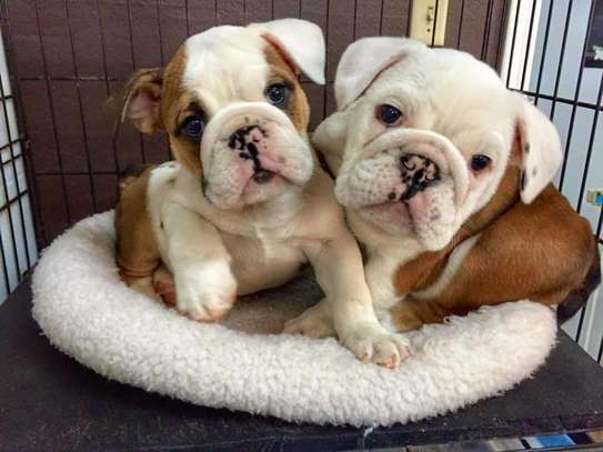 English Bulldog puppies for sale image 1