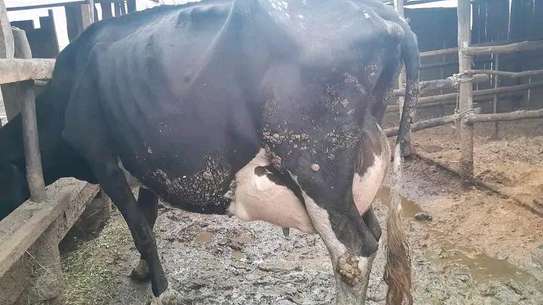 Powerful Frisian breed image 4
