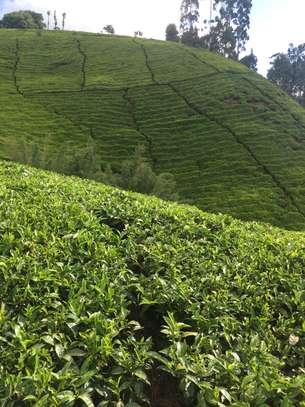 5 acres Tea plantation Kagwe image 2
