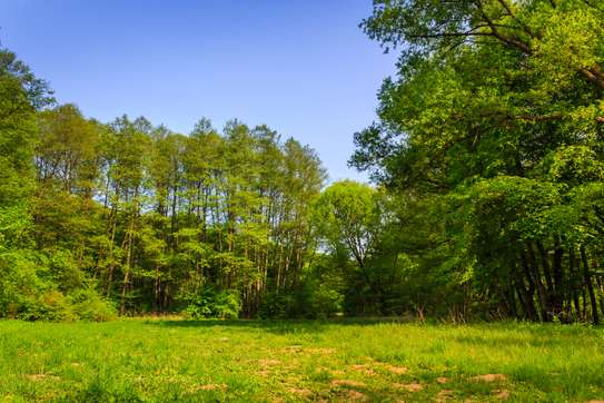 Expert Tree Cutting Services | Tree Cutting and Stump Removal Services| Bestcare Tree Service | Tree Trimming Service | Tree Removal And Landscaping | Affordable Tree Cutting Services | Bestcare Tree Trimming | Reliable Tree Cutting Service in Nairobi | Tree Cutting Services Nairobi.Get A Free Quote Now. image 15