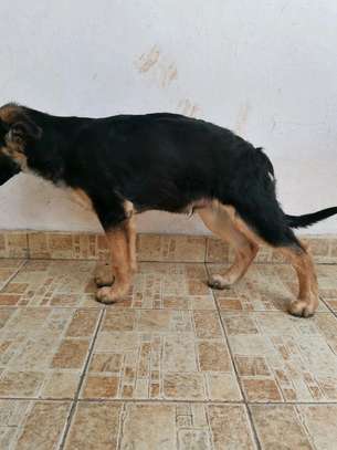 3.3 months Big Boned GSD Puppy Available image 5