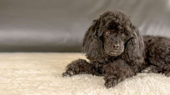Best Dog Grooming Services -Pet Grooming Services image 2