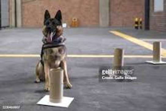 dog training image 3