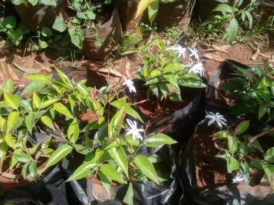 Scented Jasmine Plant Potted In Nairobi Pigiame