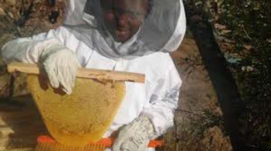 Beekeeping Service | From hive installation to honey harvesting, we provide everything that makes home beekeeping a simply beautiful pleasure for you.Call Us for Information image 6