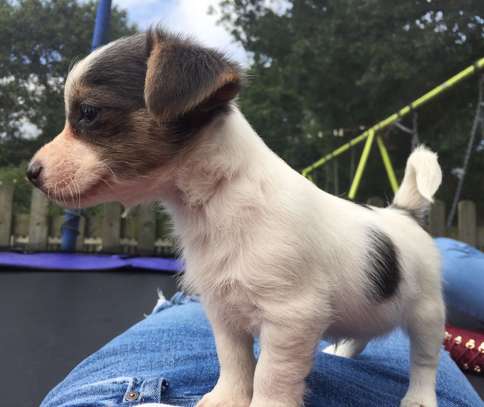 Jack Russell Pups image 1