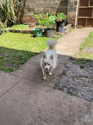 Japanese Spitz Purebred Male on quick sale image 1