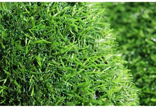 quality carpet grass image 2