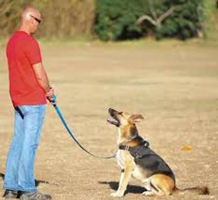 Dog Behaviour Training In Nairobi- Dog Obedience Training image 5