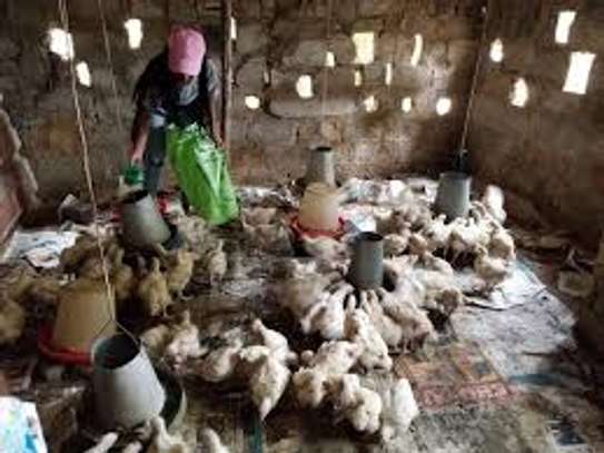 we supply broiler chickens image 4