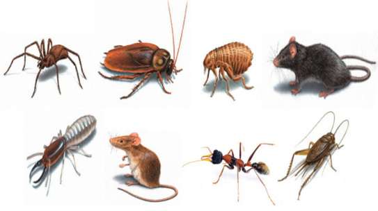 Cockroaches/ Pests/ Bed Bugs/ Fleas/ Ticks/ Mites Fumigation image 1