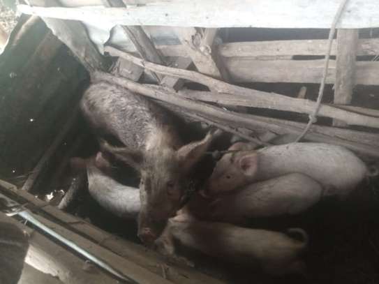 Naomi's pig farming image 3