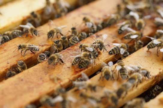 Bees Removal From House - Bees Removal Experts | We’re available 24/7. Give us a call. image 15