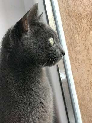 Russian blue kitten for rehoming image 2