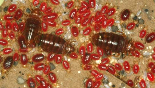 Bed Bug Pest Control In Harambee/Makongeni/Mbotela/Bahati image 1