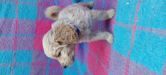 GOLDEN RETRIEVER PUPPIES LOOKING FOR A NEW HOME image 1