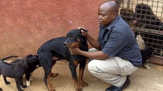 Best Dog Trainers in Kenya in 2022 image 10