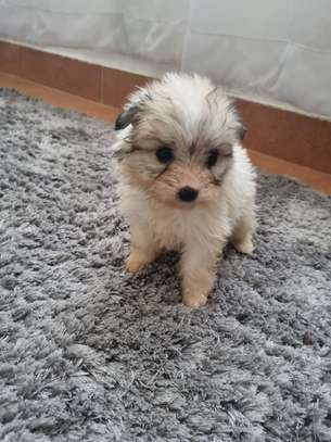 Cute maltese puppiea image 6