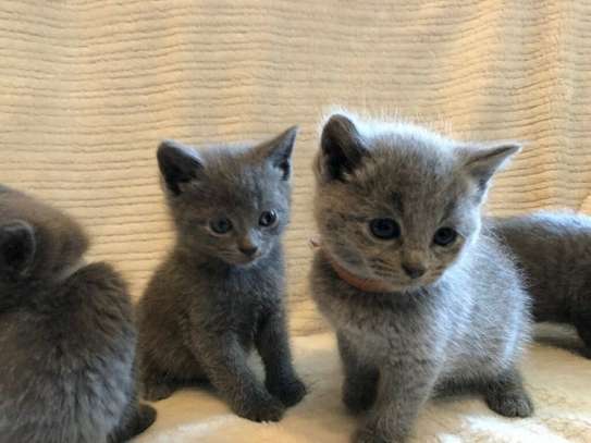 Russian Blue kittens for adoption. image 1
