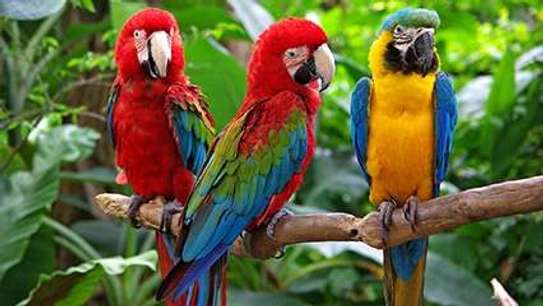 African grey, falcon , Macaw, Cockatoo parrots for sale image 1