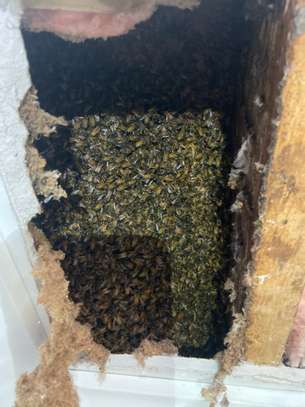 Honey Bee Services | Bee Removal Services/Bee Control/Honey Bee  Removal & Control Services. image 9