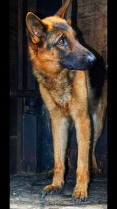 Security dogs image 1