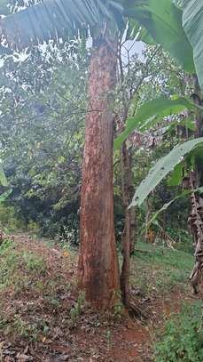 Muringa/ Moringa hardwood timber & beams image 2