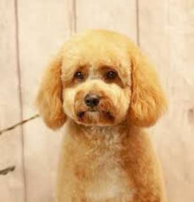 dog grooming services near me image 6