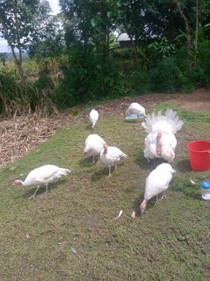 Poultry Incubators & Equipment image 9
