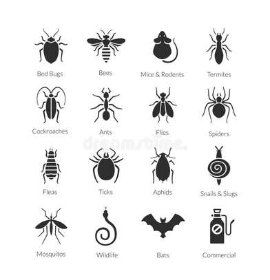 Expert Homes Fumigation & Pest control - Bed Bugs & Cockroaches control | Best Office & Domestic Cleaning Nairobi. image 15