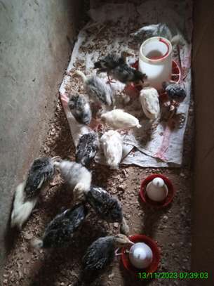 Turkey chicks image 1