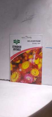 HELICHRYSUM DOUBLE MIX 1.4G SEEDS image 1