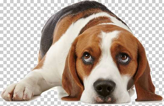 Home Dog Training-Dog Obedience & Behavior Training image 2