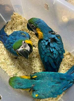Young Blue and Gold Macaw parrots . image 2