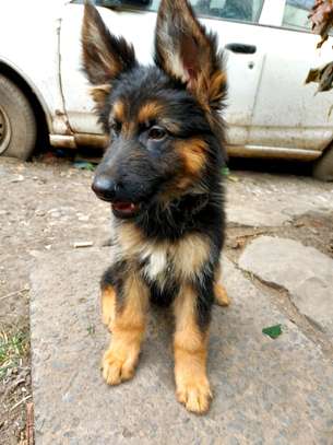Male German shepherd puppy image 1