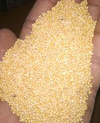 Foxtail millet for budgies and lovebirds image 3